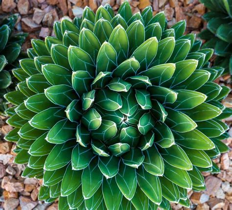 容易養的植物|15種「懶人也種不死」的新手必選植物 「不用每天顧。